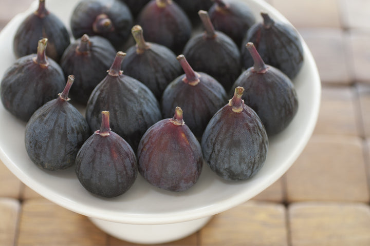 Black Mission Fig Tree - 24" Box