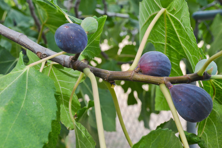 Black Mission Fig Tree - 24" Box