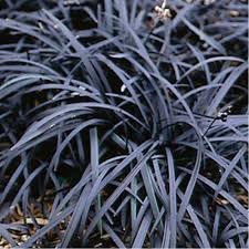 Ophiopogon planiscapus 'Nigrescens' - Black Mondo Grass - 1 Gallon