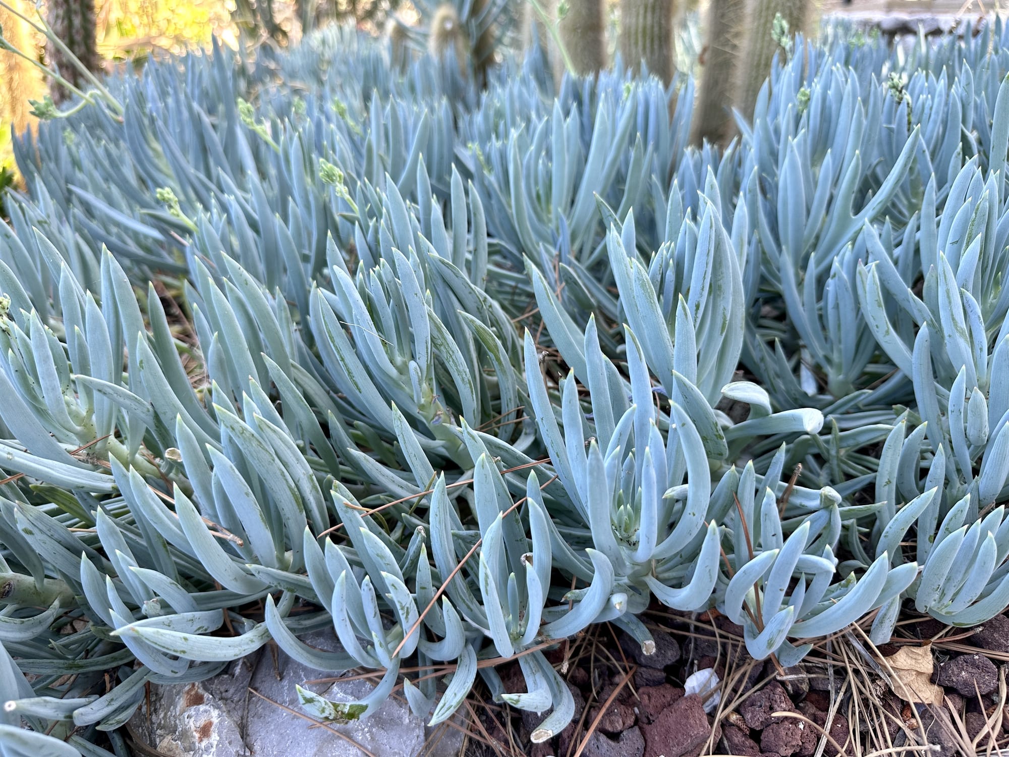 Blue Chalk Sticks - 1 Gallon - PlantClearance.com