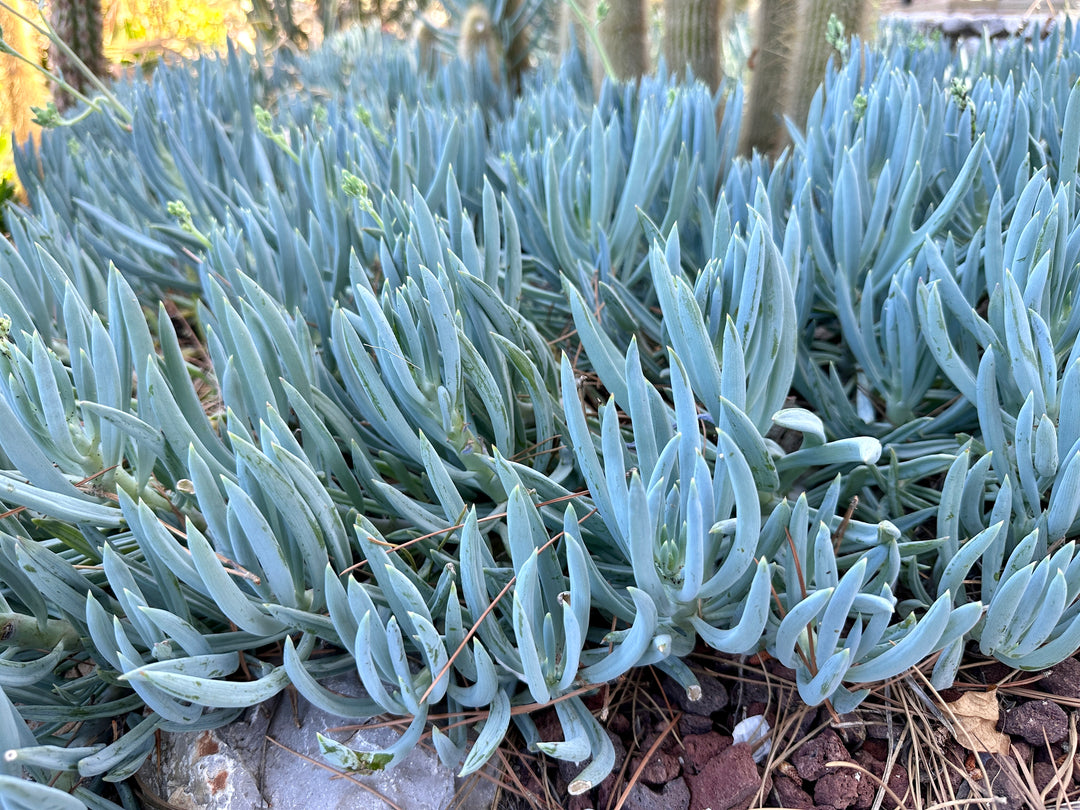 Blue Chalk Sticks - 1 Gallon