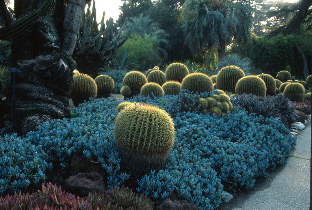 blue chalk succulent plant Blue Chalk Sticks
