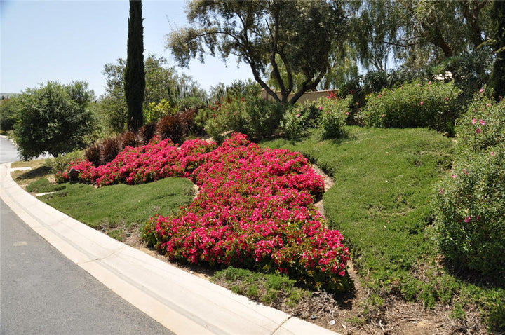 Bougainvillea 'La Jolla' Bougainvillea Red - 5 Gallon ( Bush Type )