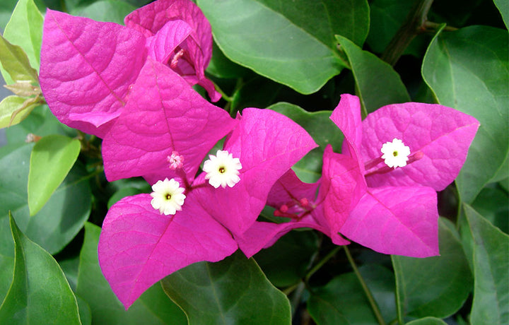 Bougainvillea 'Miami Pink' Bougainvillea Hot Pink (Vine Type) - 5 Gallon