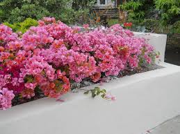 Bougainvillea 'Rosenka' Bush Bougainvillea Orange/Pink (Bush Type) - 5 Gallon