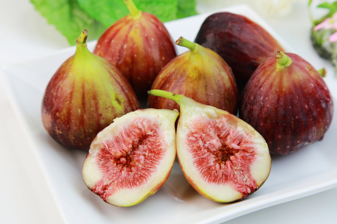 Brown Turkey Fig Tree - 24" Box
