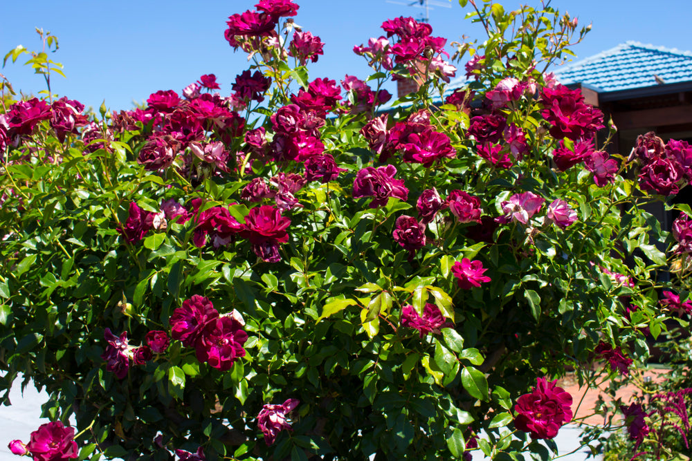Burgundy Iceberg Rose Bush - 5 Gallon