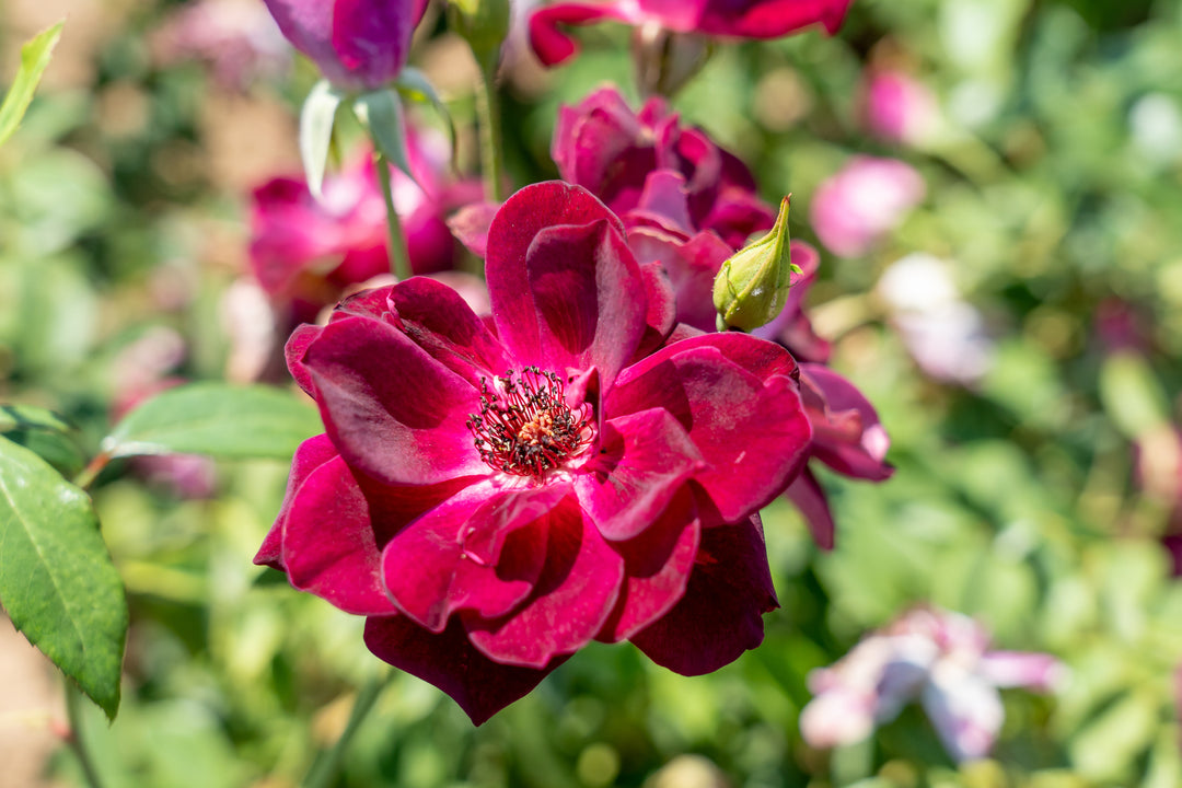 Burgundy Iceberg Rose Bush - 5 Gallon