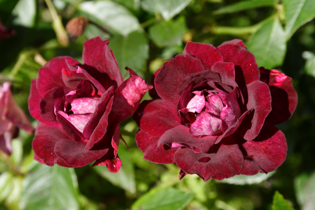 Burgundy Iceberg Rose Bush - 5 Gallon