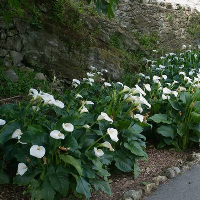 white calla lily near me Zantedeschia aethiopica (Calla lily) - 5 Gallon