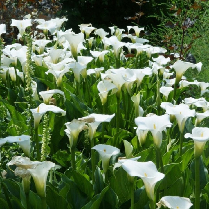 Zantedeschia aethiopica (Calla lily) - 5 Gallon