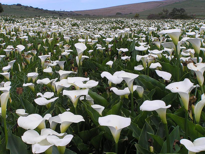 where to buy calla lily plants Zantedeschia aethiopica (Calla lily) - 5 Gallon