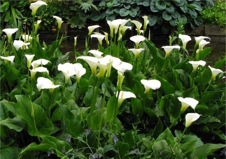 calla lily plant benefits Zantedeschia aethiopica (Calla lily) - 5 Gallon