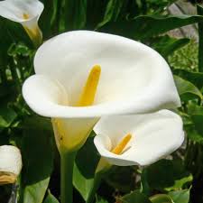 Zantedeschia aethiopica (Calla lily) - 5 Gallon