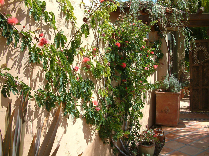 Calliandra haematocephala (C. inaequilatera) (Vine Type) - 15 Gallon