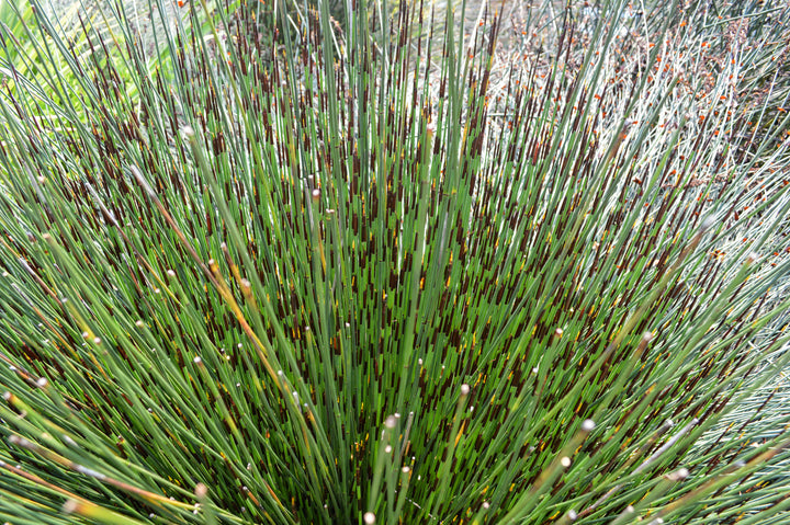 Small Cape Rush - 5 Gallon