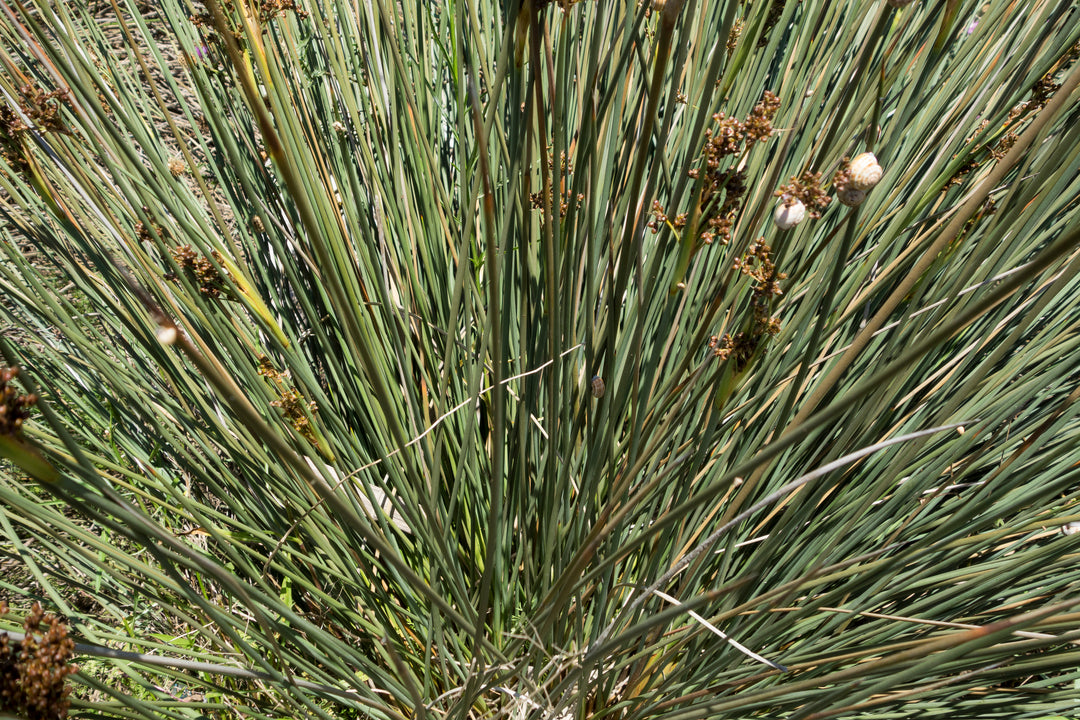 Large Cape Rush - 5 Gallon