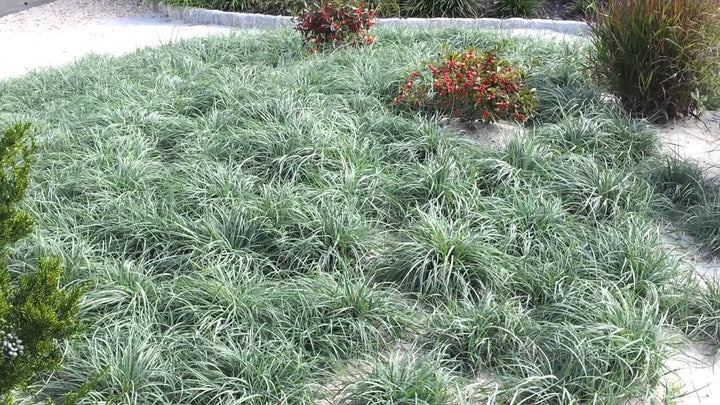 Carex glauca (C. flacca) - Blue Sedge - 5 Gallon