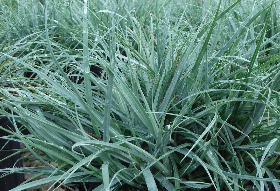Carex glauca (C. flacca) - Blue Sedge - 5 Gallon