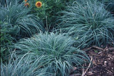 Carex glauca (C. flacca) - Blue Sedge - 5 Gallon