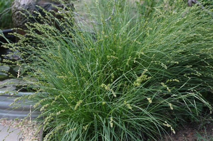 Carex tumulicola (C. divulsa) - Berkeley Sedge - 5 Gallon