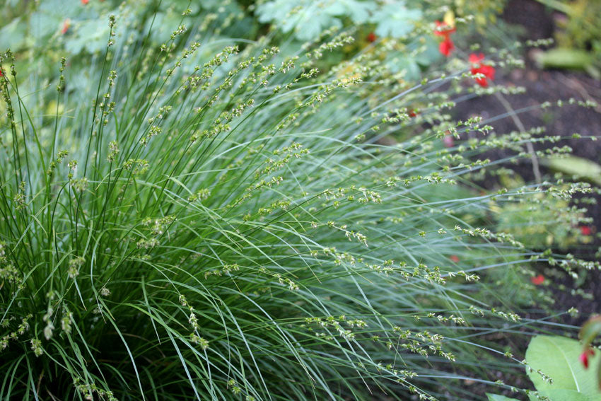 Carex tumulicola (C. divulsa) - Berkeley Sedge - 5 Gallon