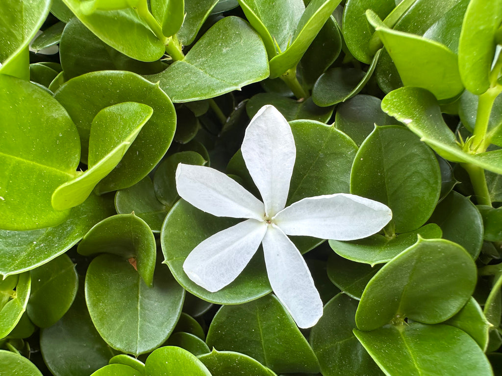 Tuttlei Natal Plum