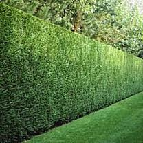 Carolina Cherry Laurel - 15 Gallon Column