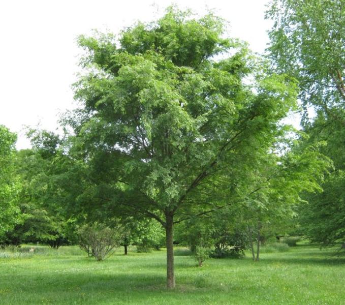 Ulmus parvifolia 'Chinese Elm' - 15 Gallon Standard