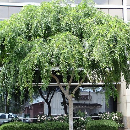 Ulmus parvifolia 'Chinese Elm' - 15 Gallon Standard