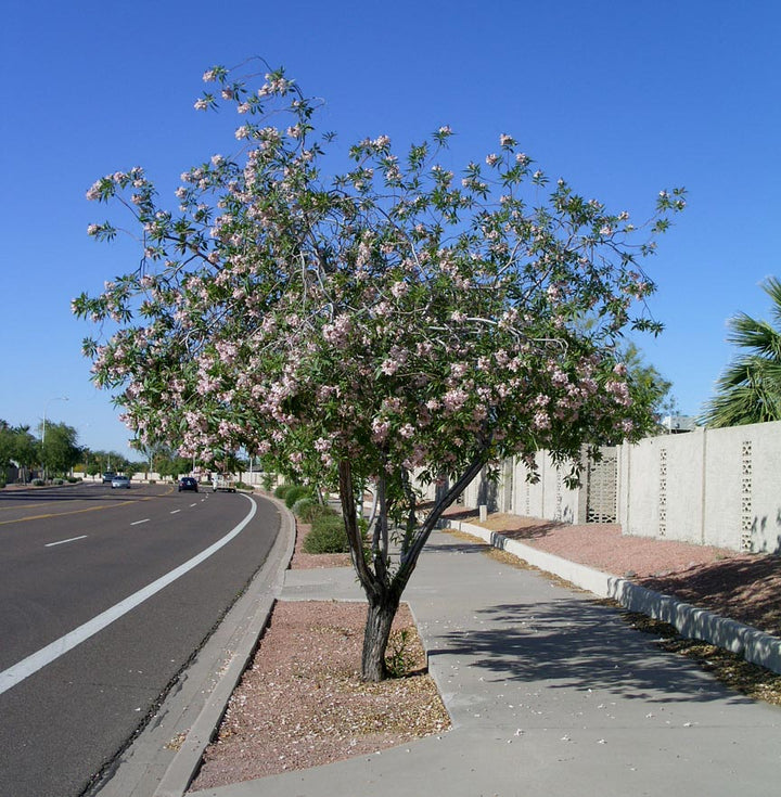Chitalpa tashkentensis 'Pink Dawn' - 15 Gallon Standard