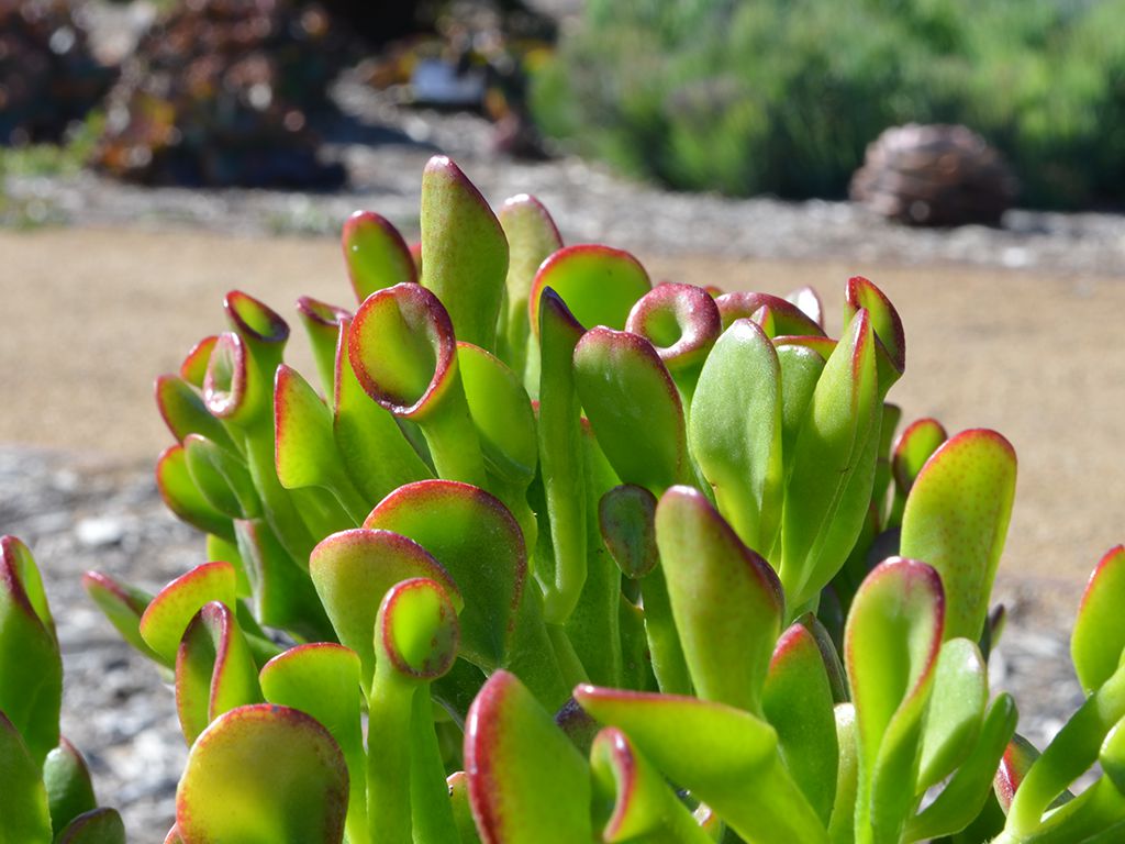 shrek ear jade plant Crassula Ovata 'Gollum' - Shrek's Ears - 5 Gallon
