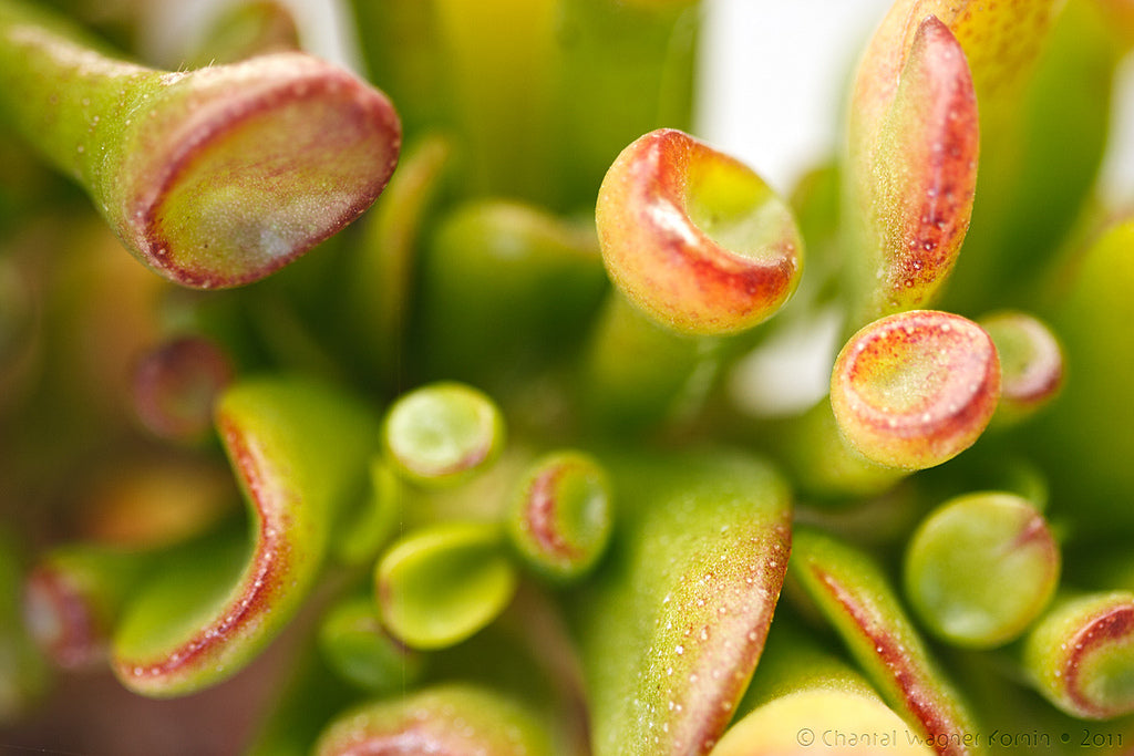 jade plant shrek ears Crassula Ovata 'Gollum' - Shrek's Ears - 5 Gallon