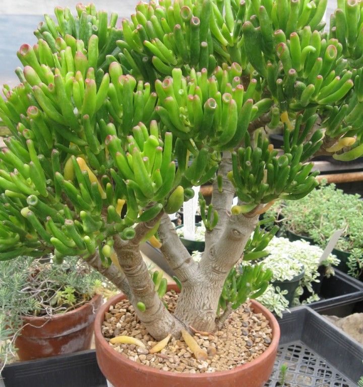 gollum succulent Crassula Ovata 'Gollum' - Shrek's Ears - 5 Gallon