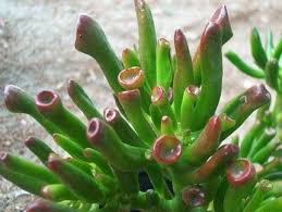 shrek ears succulent Crassula Ovata 'Gollum' - Shrek's Ears - 5 Gallon