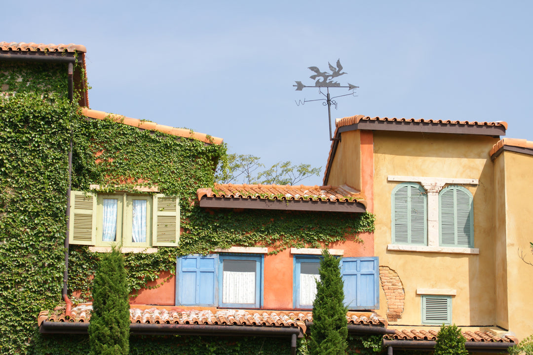 Ficus pumila (F. repens) Creeping Fig (Vine Type) - 5 Gallon