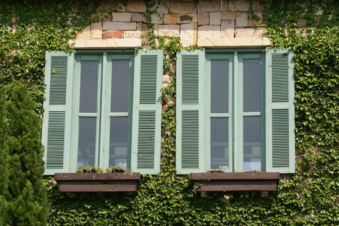 Ficus pumila (F. repens) Creeping Fig (Vine Type) - 5 Gallon