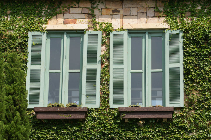 Ficus pumila (F. repens) Creeping Fig (Vine Type) - 5 Gallon