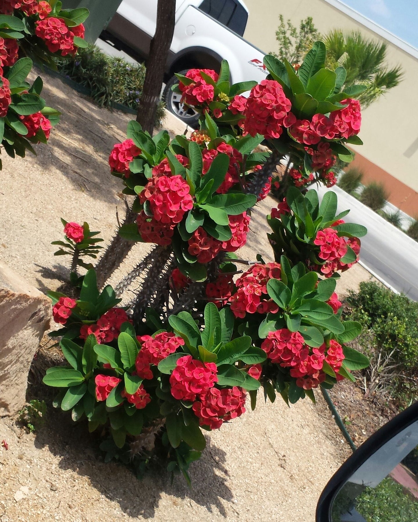 fertilizer for crown of thorns plant Euphorbia Milii - 'Crown of Thorns'