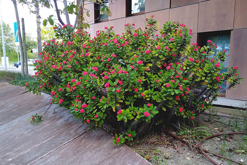 Euphorbia Milii - 'Crown of Thorns' - 5 Gallon