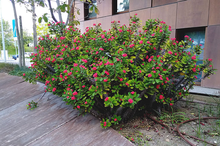 Euphorbia Milii - 'Crown of Thorns' - 5 Gallon