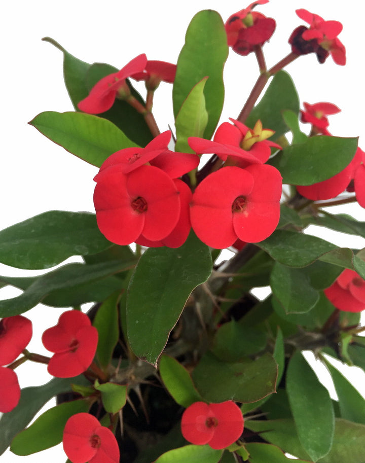 Euphorbia Milii - 'Crown of Thorns' - 5 Gallon