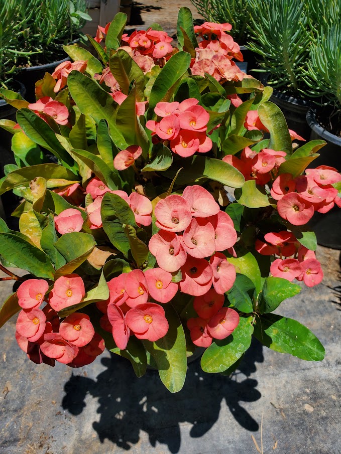 Euphorbia Milii - 'Crown of Thorns' - 5 Gallon