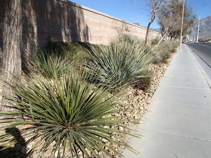 Desert Spoon - 5 Gallon