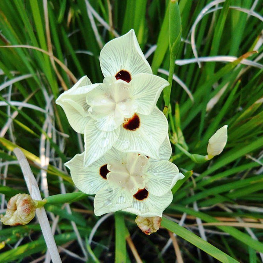 white fortnight lily Dietes bicolor (Moraea b.) Fortnight Lily - 5 Gallon