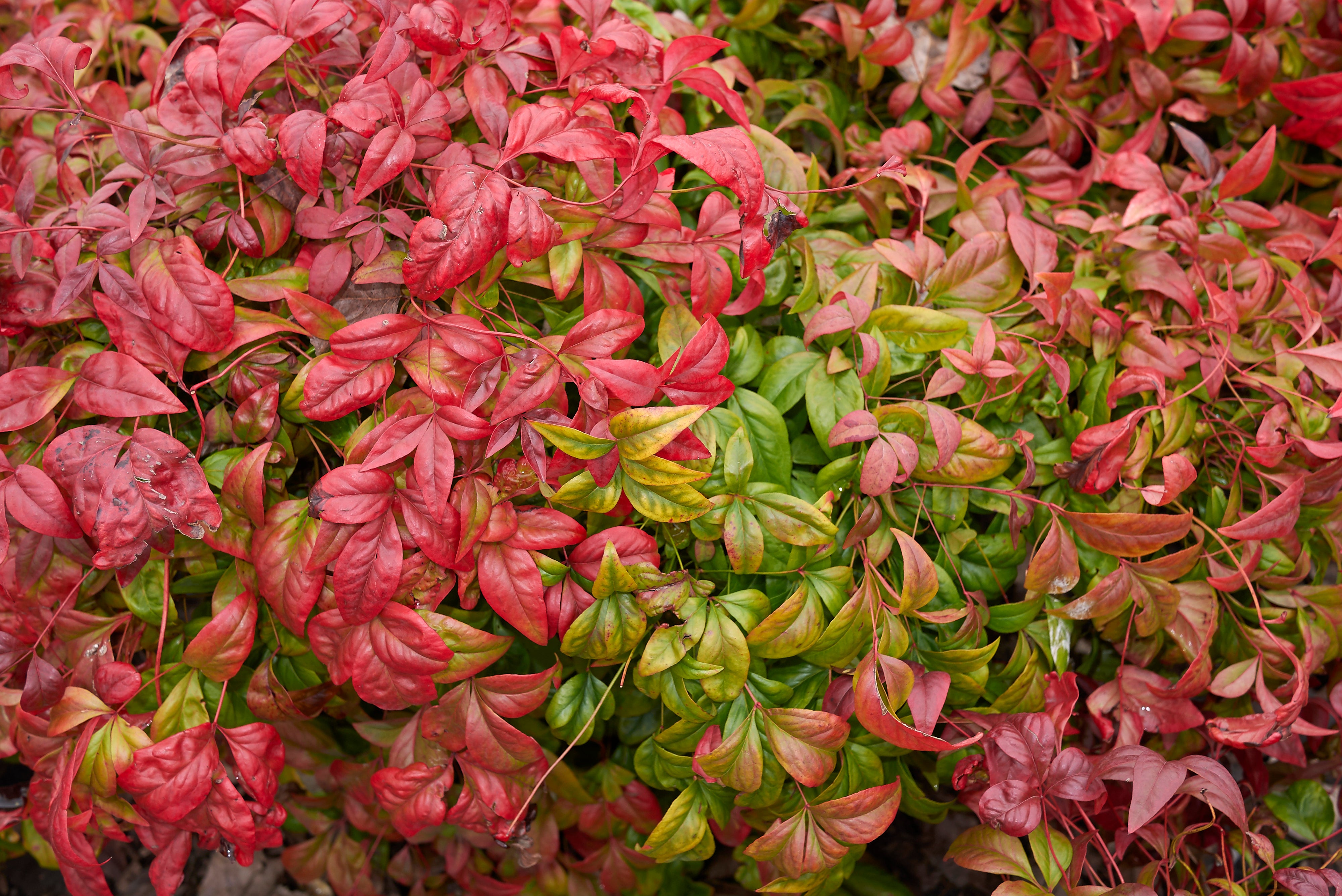 Nandina Domestica Nana 'Heavenly Bamboo Nana' - 5 and 15 Gallon