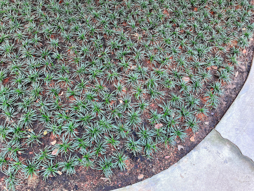 Dwarf Mondo Grass - Flat