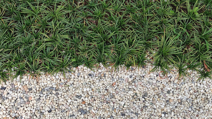 Dwarf Mondo Grass - Flat