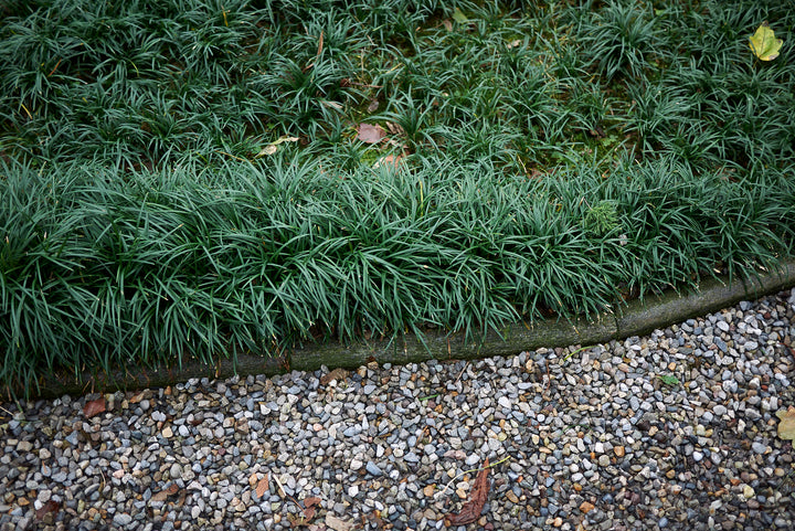 Dwarf Mondo Grass - Flat