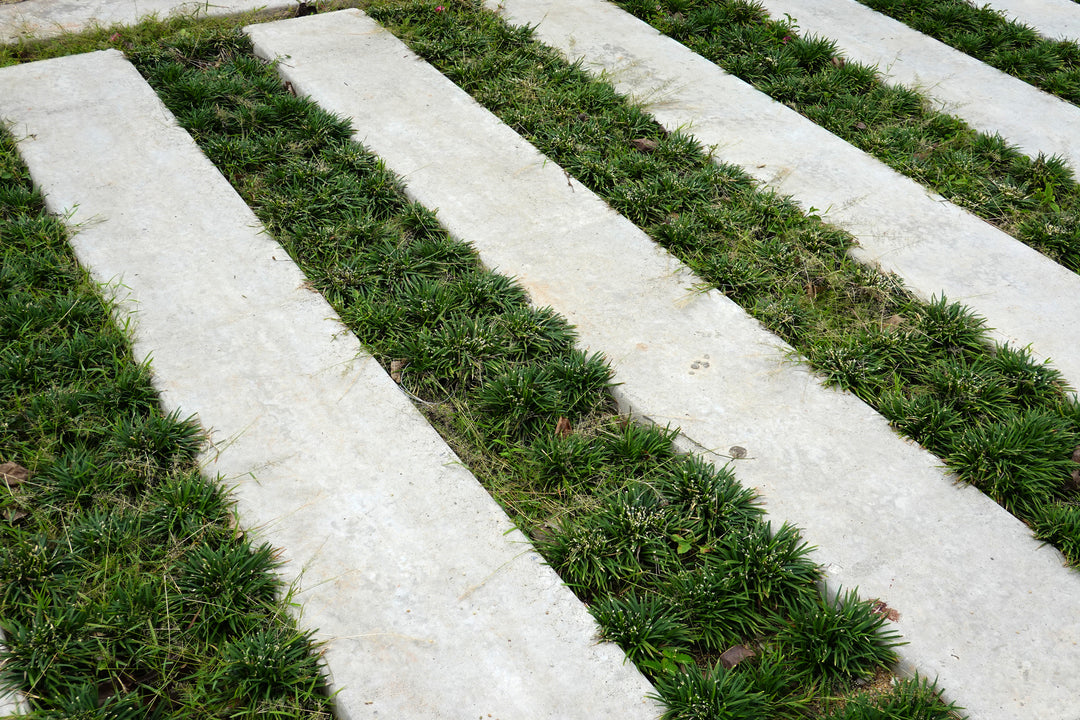 Dwarf Mondo Grass - Flat